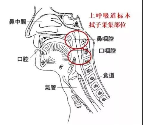 上呼吸道标本拭子采集部位.png